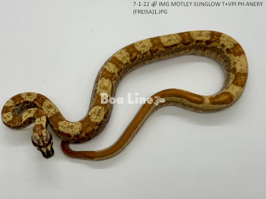 IMG MOTLEY SUNGLOW T+VPI PH ANERY (FREISA)